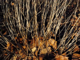 per se performed elke postler