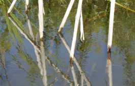 per se performed elke postler